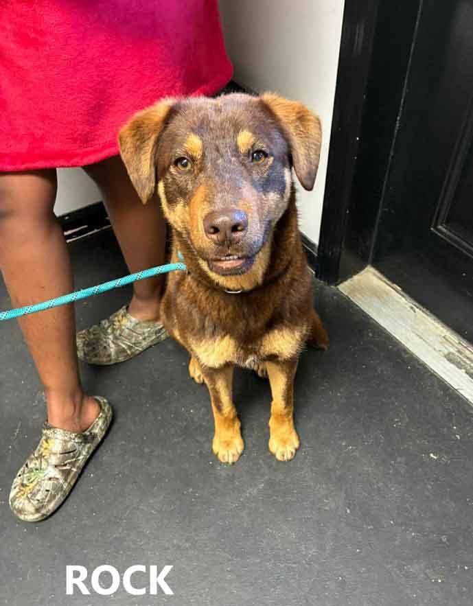 Rock, ADOPTABLE, Adult Male Rottweiler & Husky.
