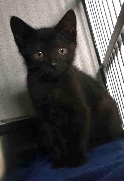 Enlarge Lucky, a Adoptable mixed breed in Waupaca, WI image 1/1