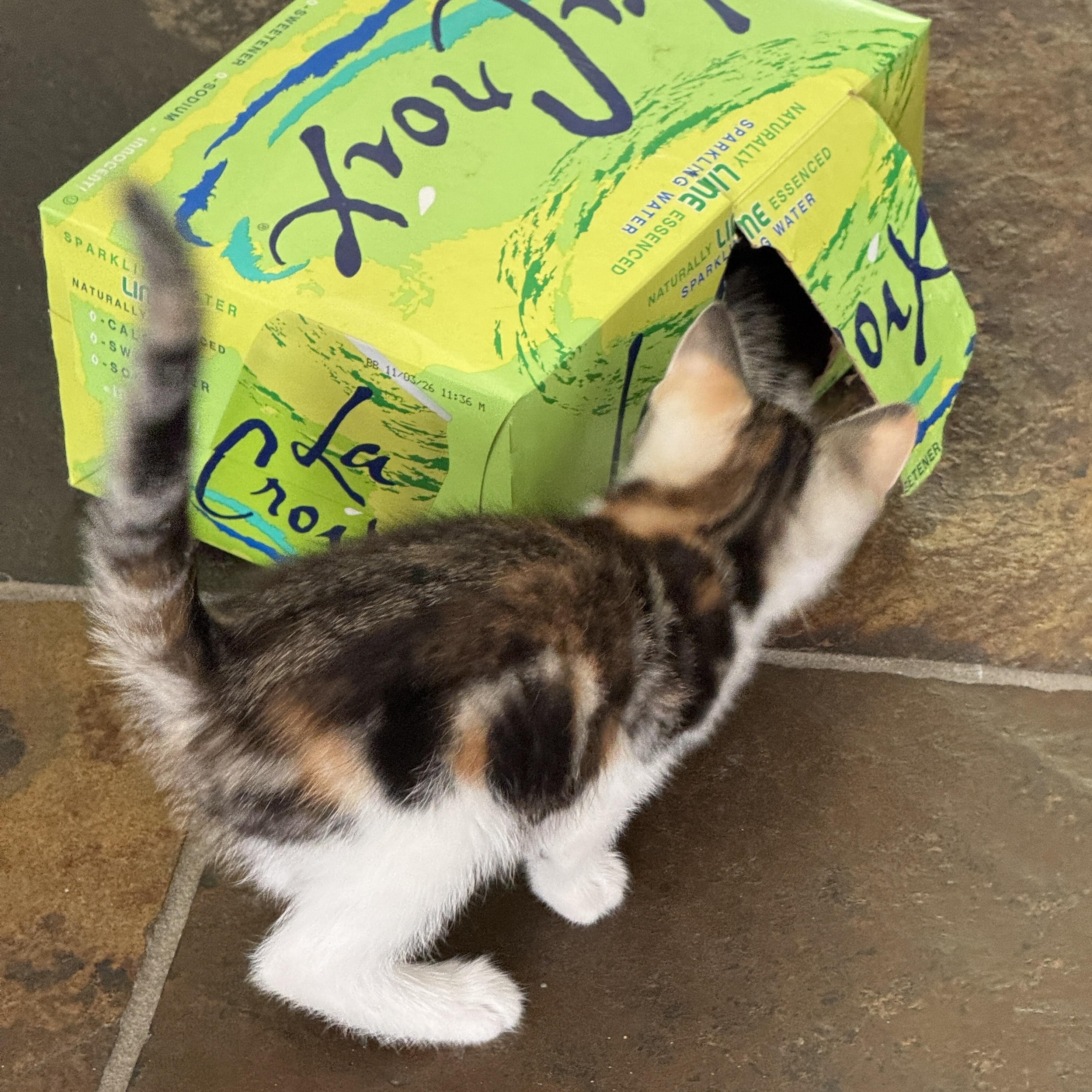 Enlarge Artemis, an adopted Domestic Short Hair in Milwaukee, WI image 3/5