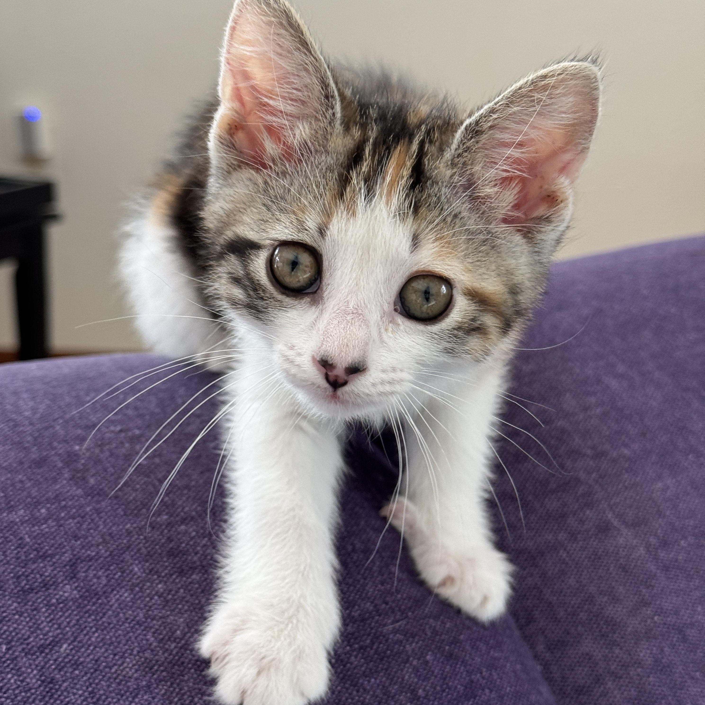 Artemis, adopted, Kitten Female Domestic Short Hair.