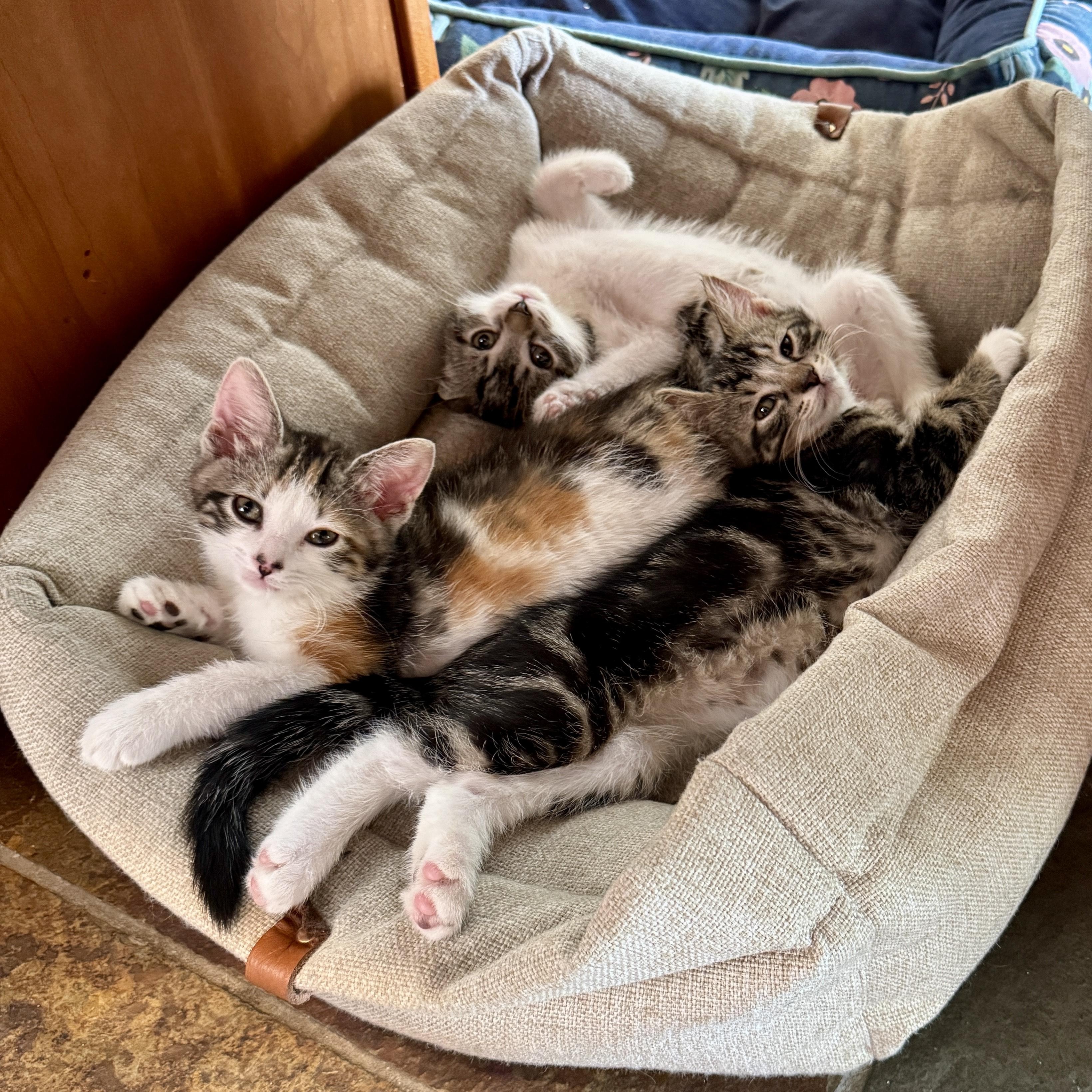 Enlarge Artemis, an adopted Domestic Short Hair in Milwaukee, WI image 5/5