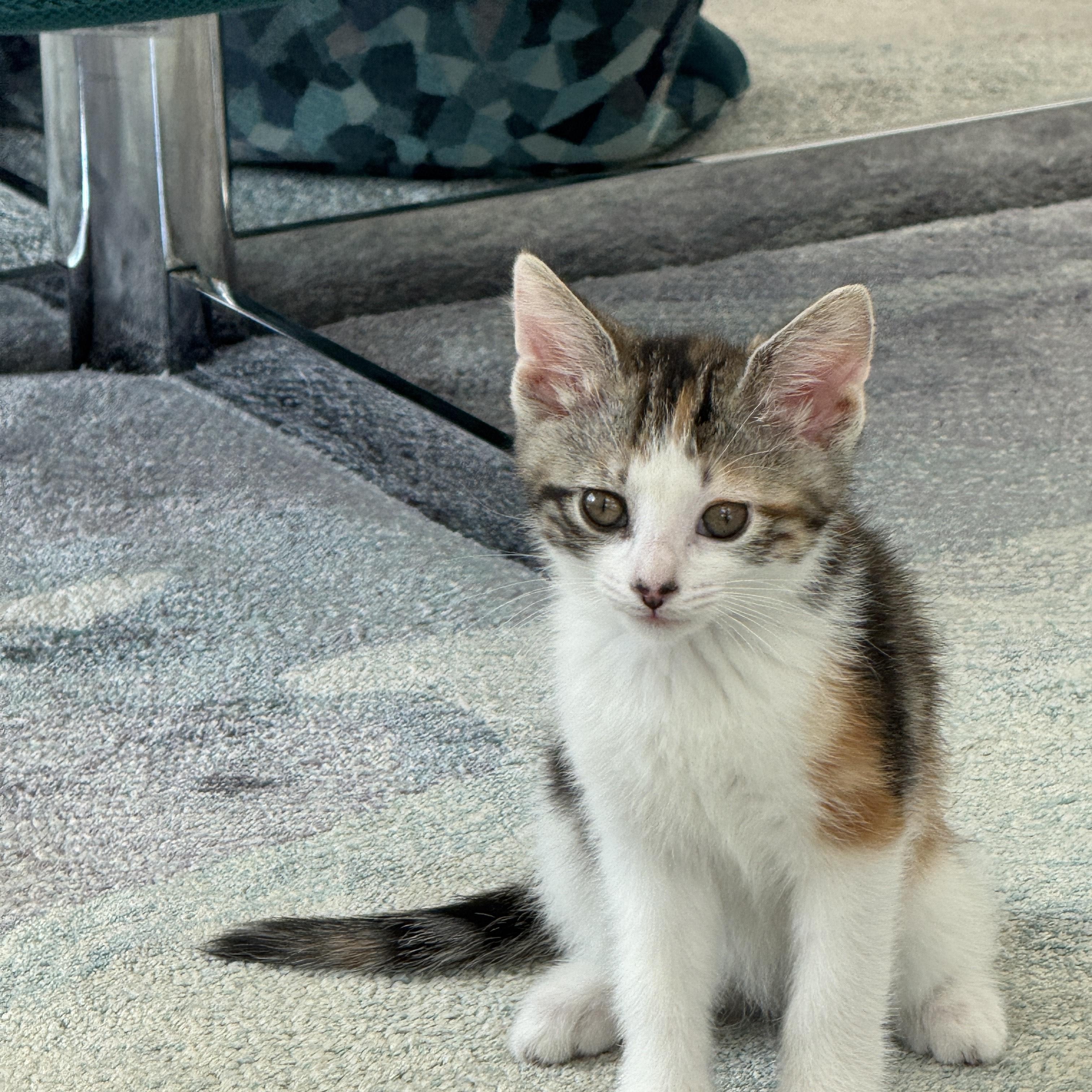 Enlarge Artemis, an adopted Domestic Short Hair in Milwaukee, WI image 2/5