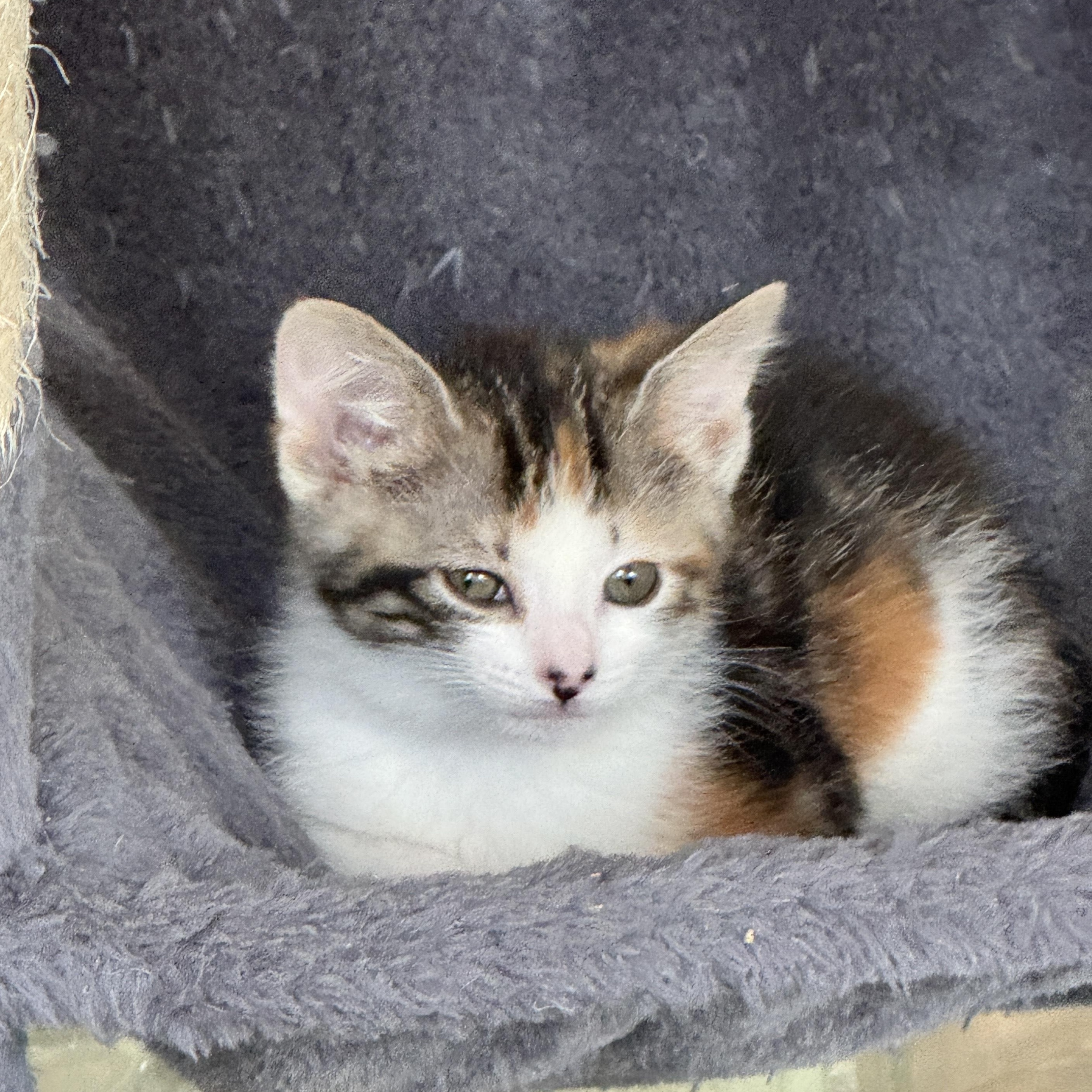Enlarge Artemis, an adopted Domestic Short Hair in Milwaukee, WI image 4/5