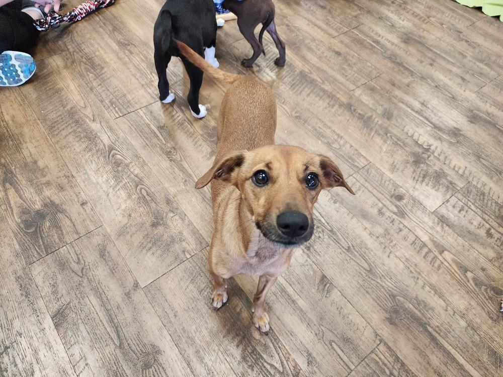 Enlarge Tessa, a Adoptable mixed breed in Troy, AL image 1/3