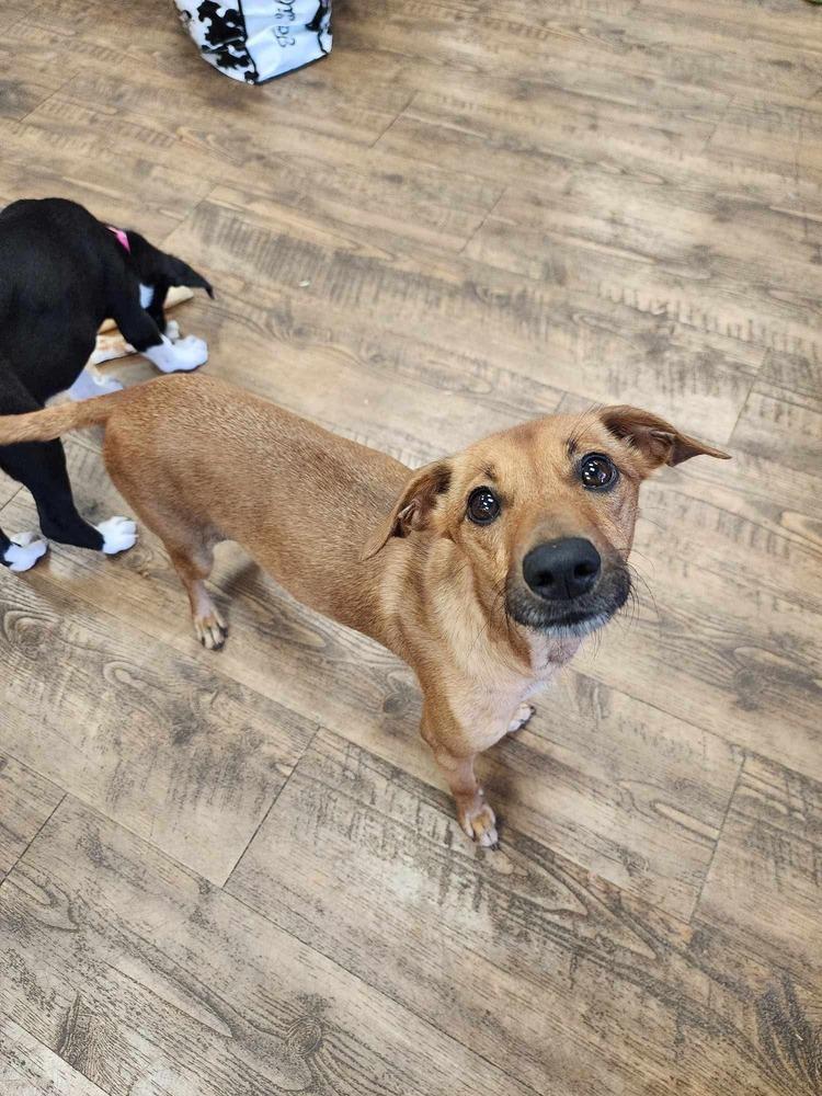 Enlarge Tessa, a Adoptable mixed breed in Troy, AL image 2/3