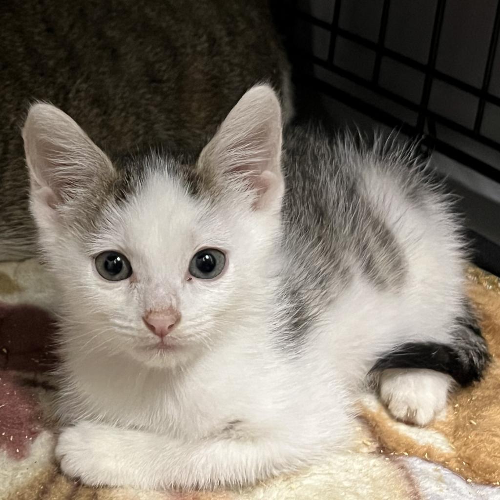 Cereal, Adoptable, Adult Male Domestic Short Hair.