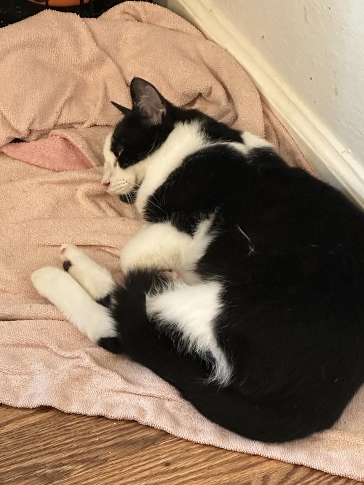 Mario, Adoptable, Young Male Domestic Short Hair.