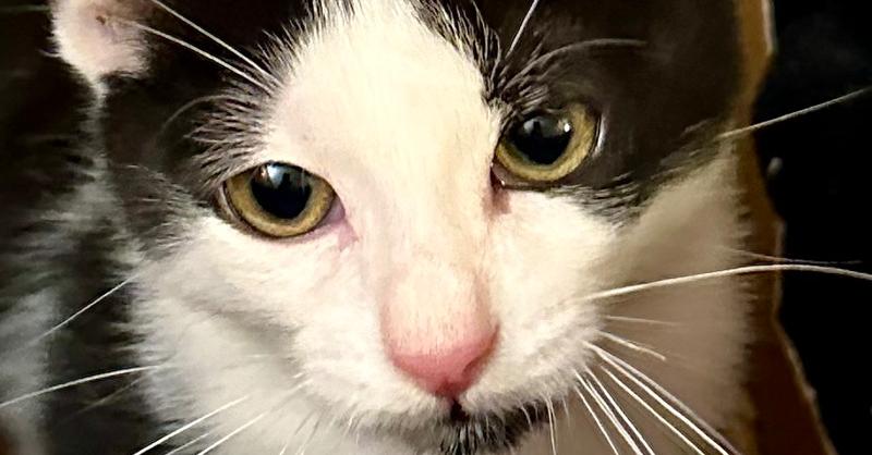 Enlarge Mario, a Adoptable mixed breed in Manteca, CA image 3/6