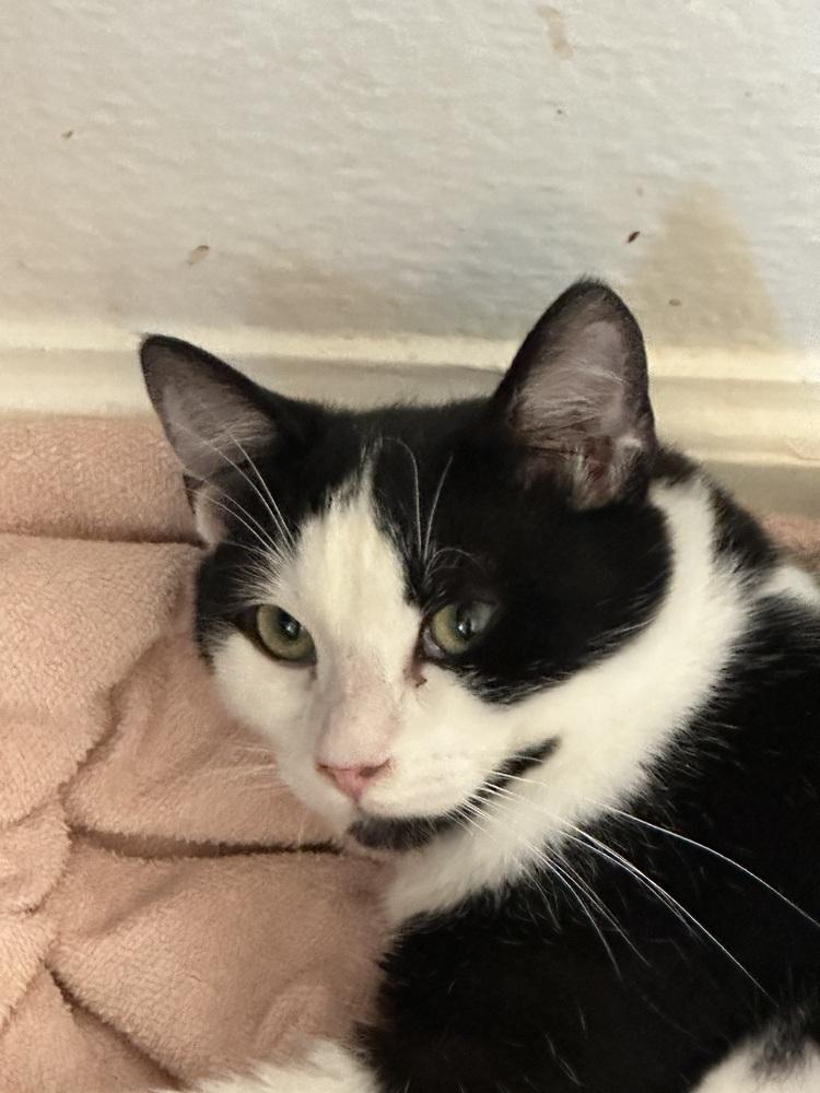 Enlarge Mario, a Adoptable mixed breed in Manteca, CA image 4/6