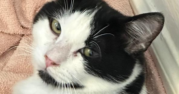 Mario, Adoptable, Young Male Domestic Short Hair.