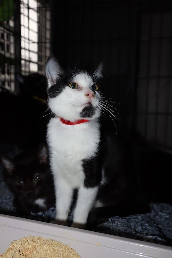 Enlarge Mario, a Adoptable mixed breed in Manteca, CA image 6/6