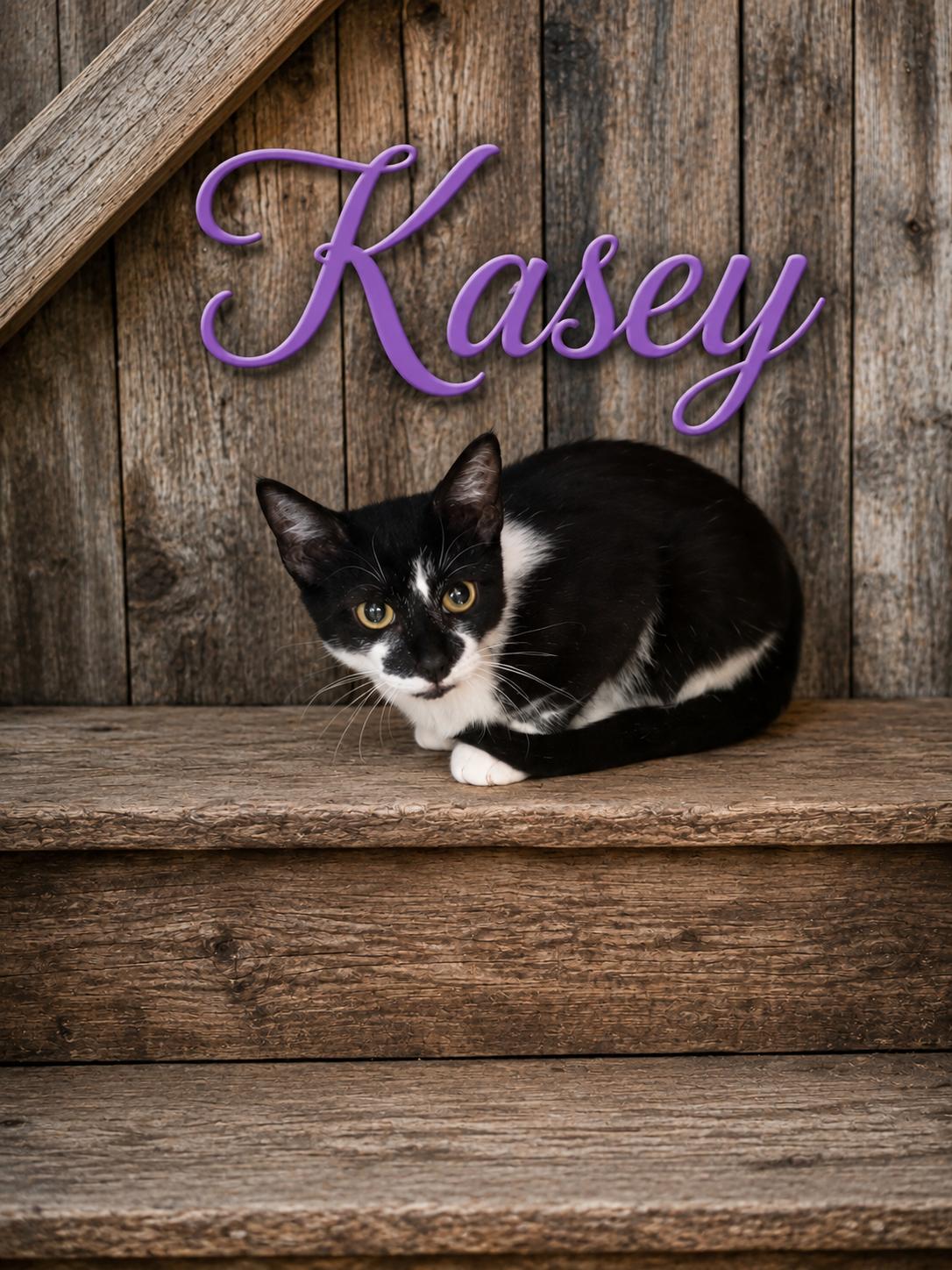 Enlarge Kasey, a ADOPTABLE Domestic Short Hair in Joliet, IL image 1/1