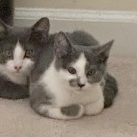 Frick, Adoptable, Kitten Female Domestic Short Hair.