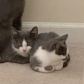 Frick, a Adoptable Domestic Short Hair in Medina, OH image 2/3