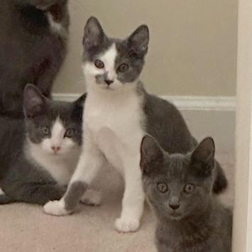 Frick, a Adoptable Domestic Short Hair in Medina, OH image 3/3