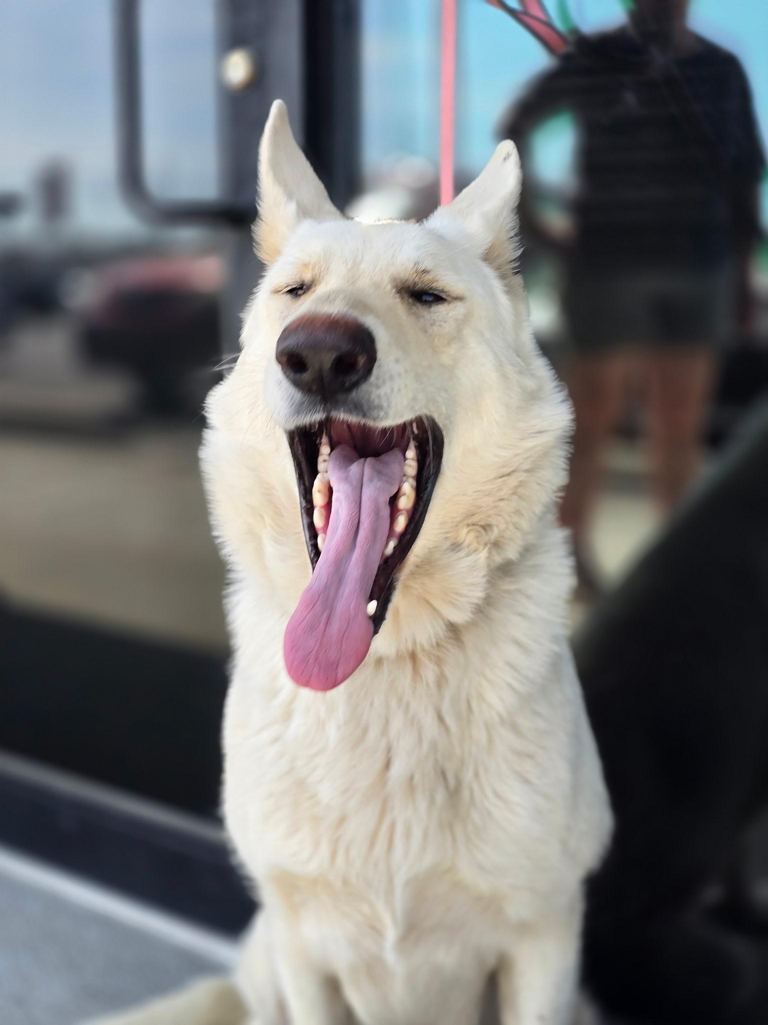 Enlarge Poppy, a ADOPTABLE German Shepherd Dog in Cullman, AL image 2/3