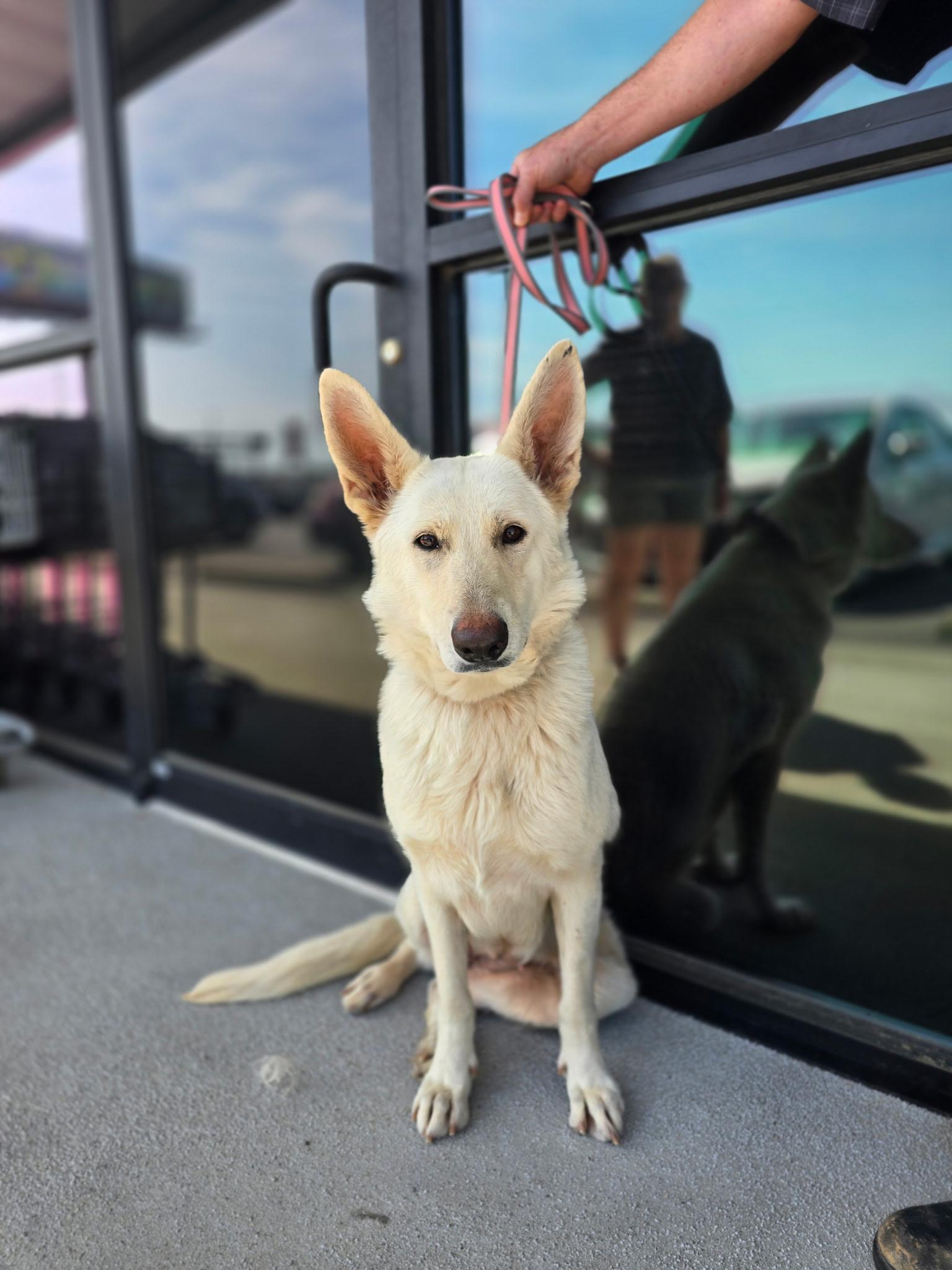 Enlarge Poppy, a ADOPTABLE German Shepherd Dog in Cullman, AL image 3/3