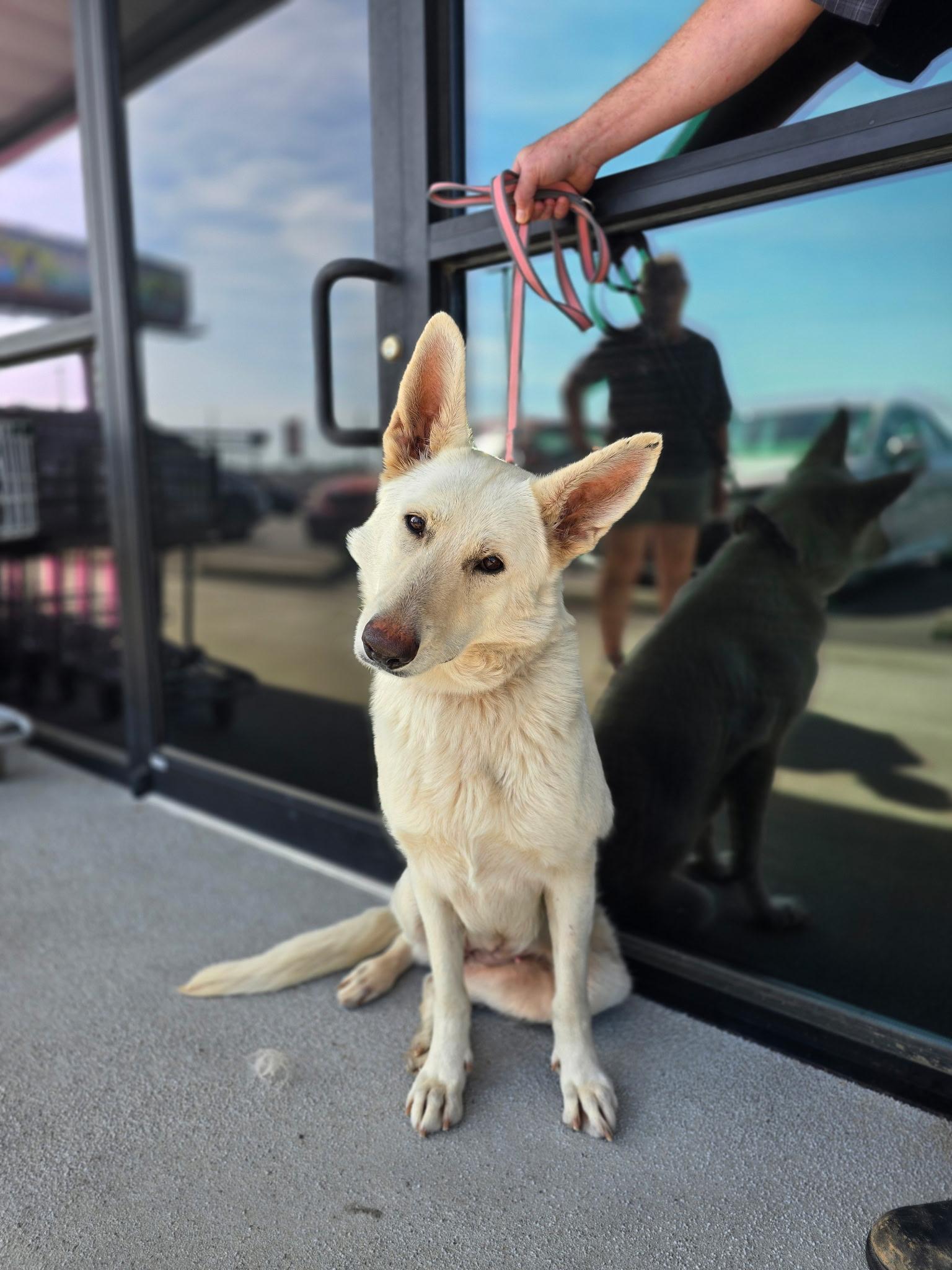 Enlarge Poppy, a ADOPTABLE German Shepherd Dog in Cullman, AL image 1/3