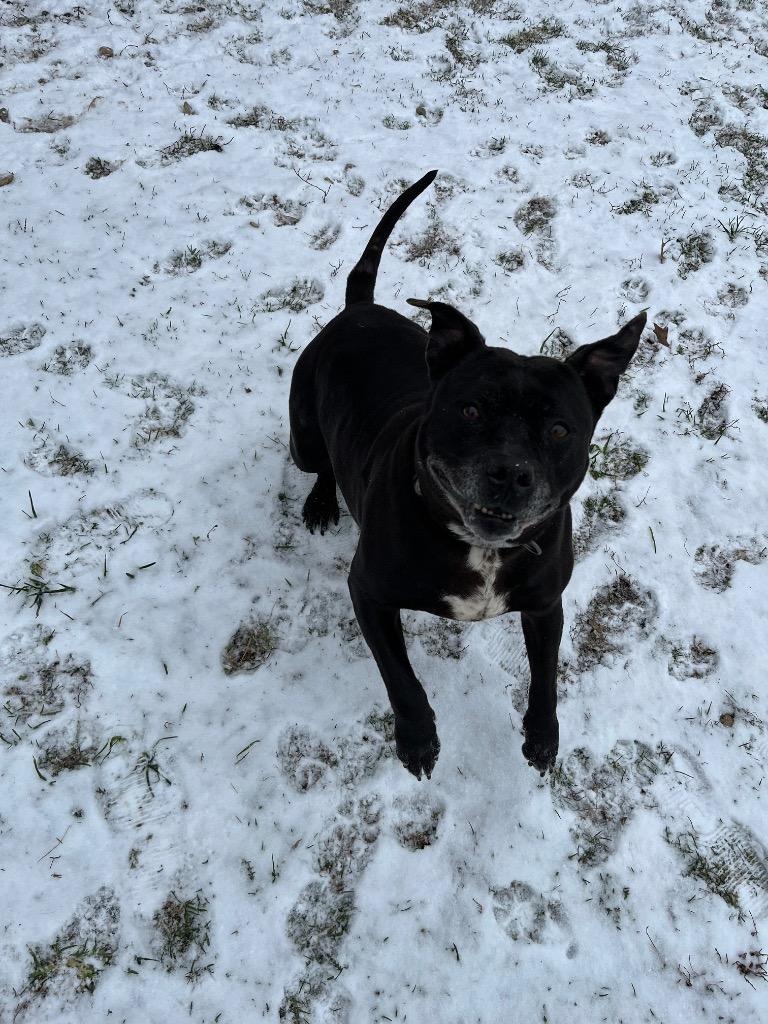 Catalina, Adoptable, Adult Female Mixed Breed.