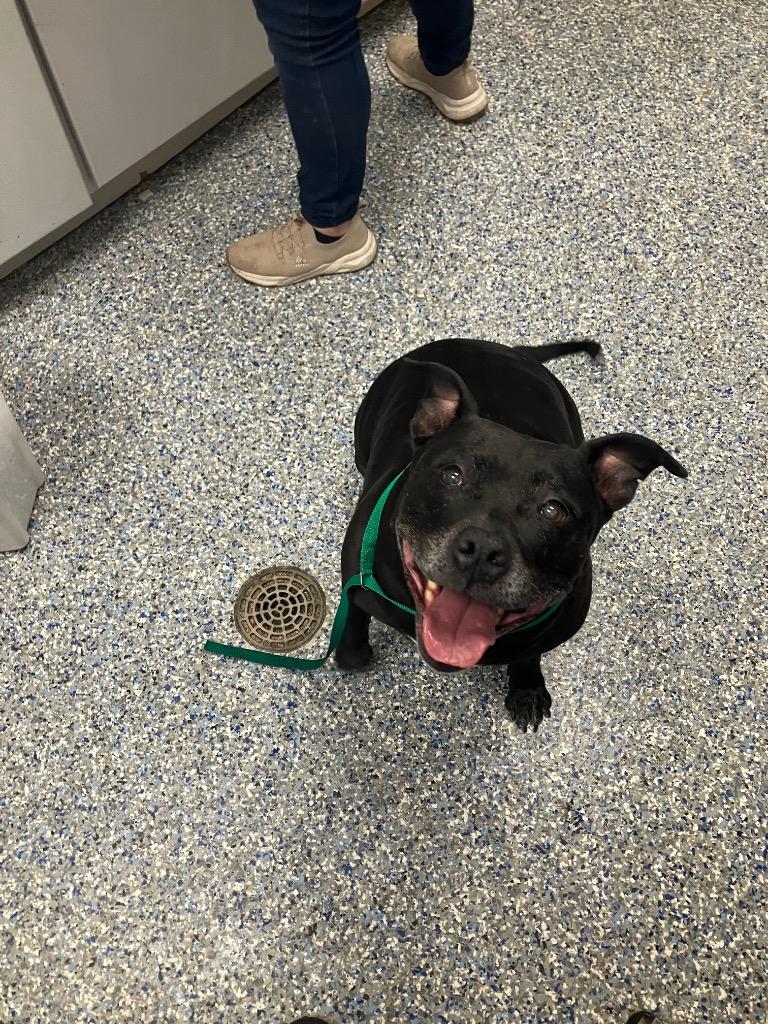 Enlarge Catalina, a Adoptable Mixed Breed in Angola, IN image 1/1