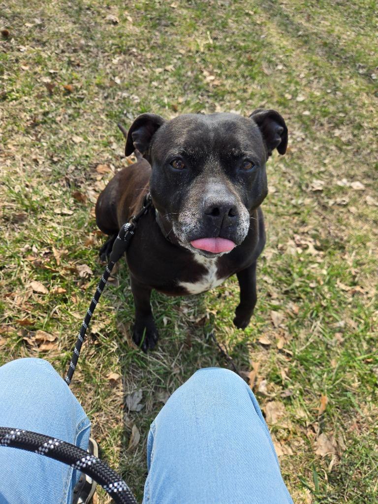 Enlarge Catalina, a Adoptable Mixed Breed in Angola, IN image 2/5