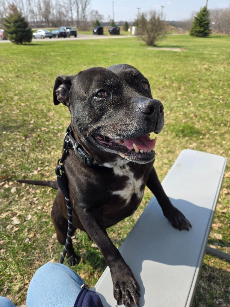 Enlarge Catalina, a Adoptable Mixed Breed in Angola, IN image 3/5