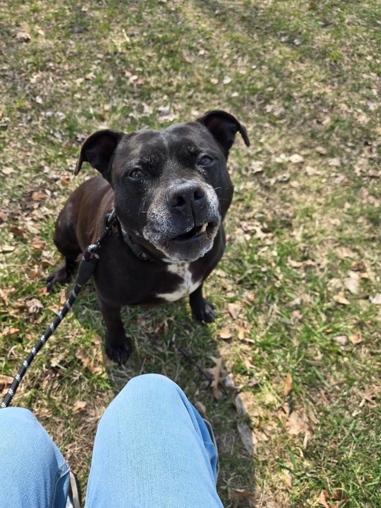 Enlarge Catalina, a Adoptable Mixed Breed in Angola, IN image 5/5