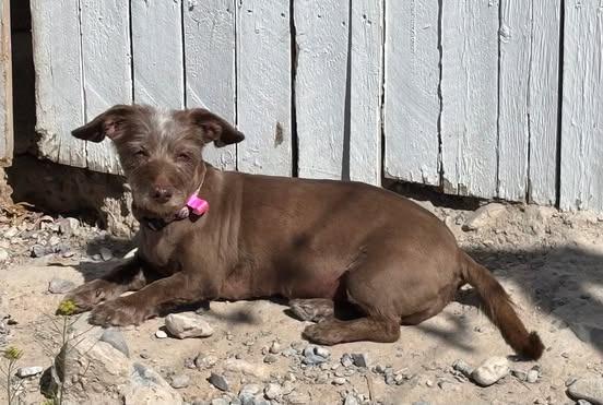 Sugarplum, Adoptable, Senior Female Terrier & Dachshund.