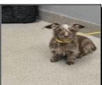Enlarge Sugarplum, a Adoptable mixed breed in Pahrump, NV image 2/2