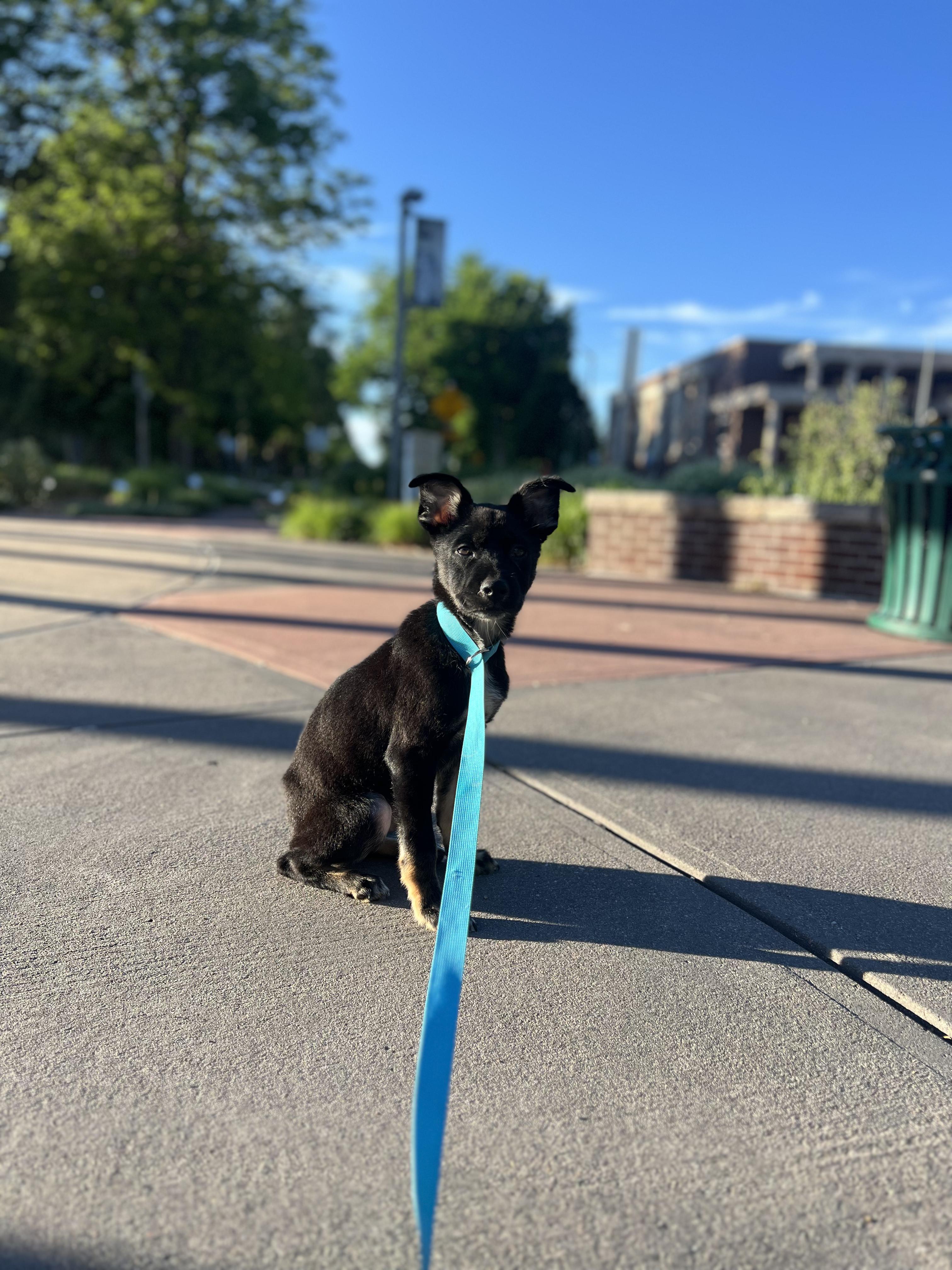 Enlarge Ross, an adoptable mixed breed in Fort Collins, CO image 2/4