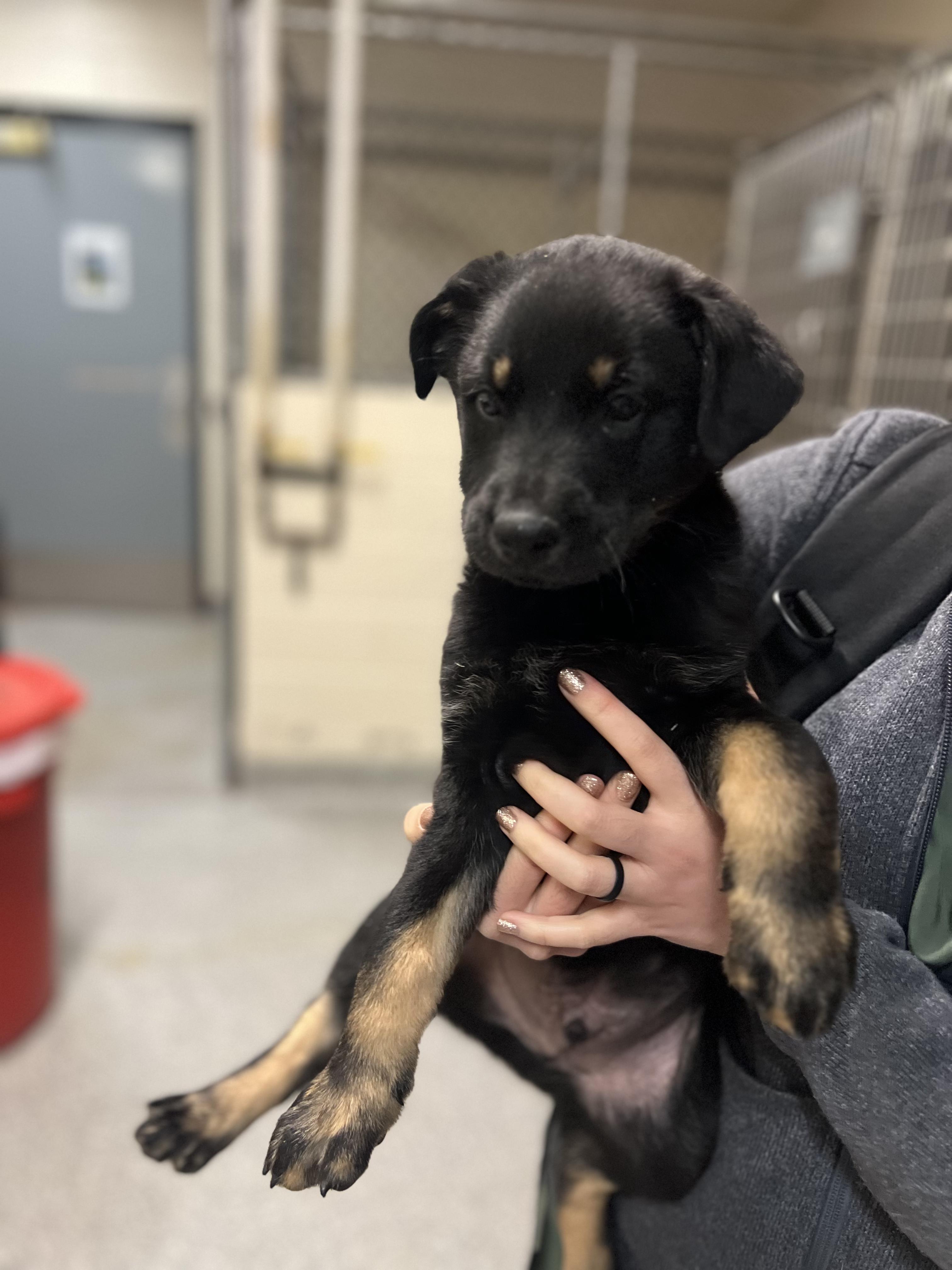 Enlarge Ross, a Adoptable mixed breed in Fort Collins, CO image 3/3