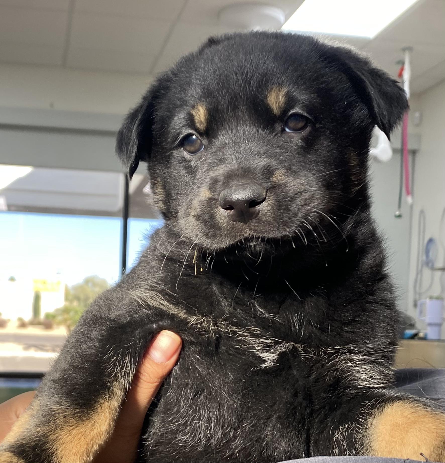 Ross, Adoptable, Puppy Male Rottweiler & Australian Shepherd.
