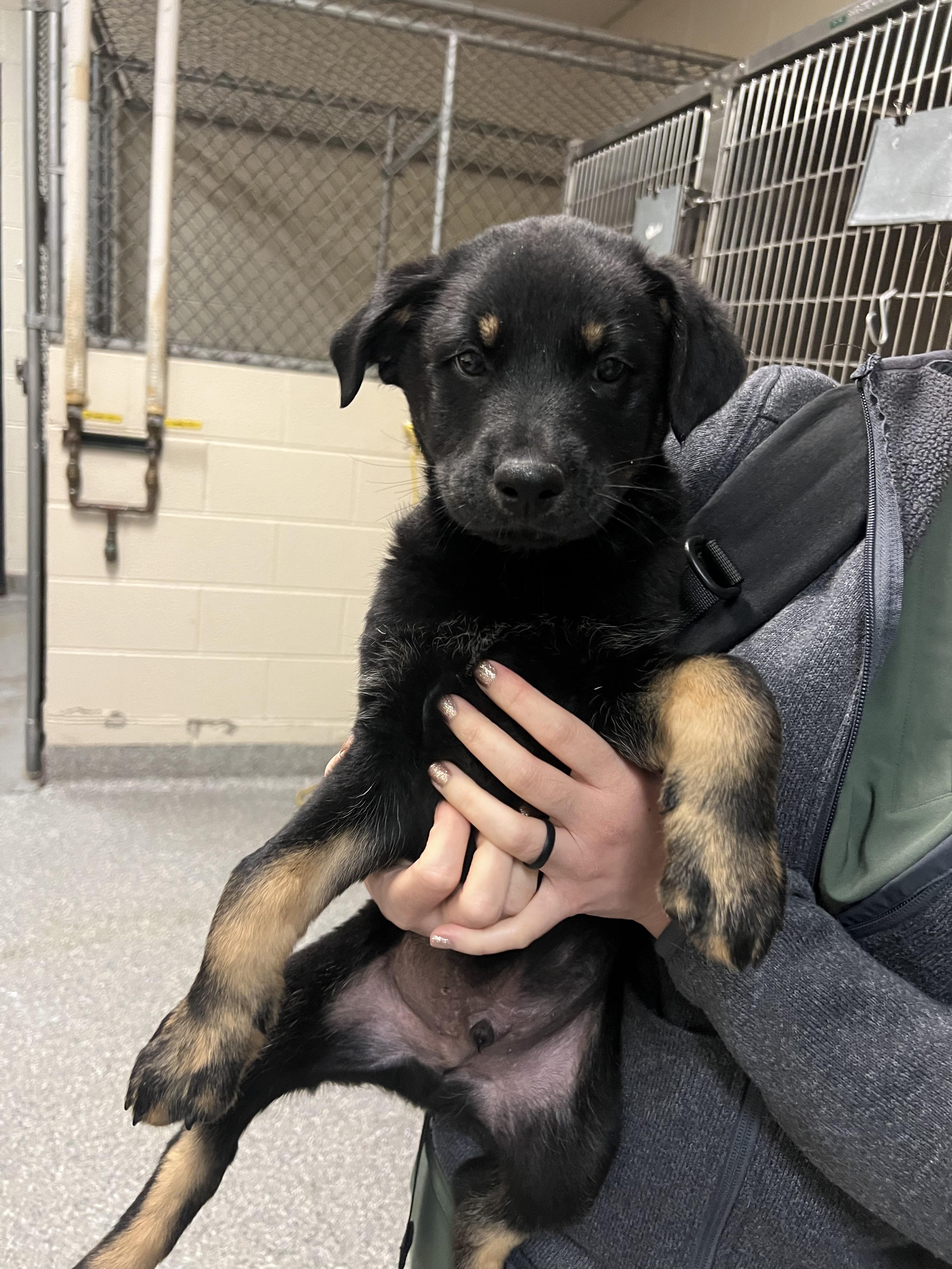 Ross, adoptable, Puppy Male Rottweiler & German Shepherd Dog.
