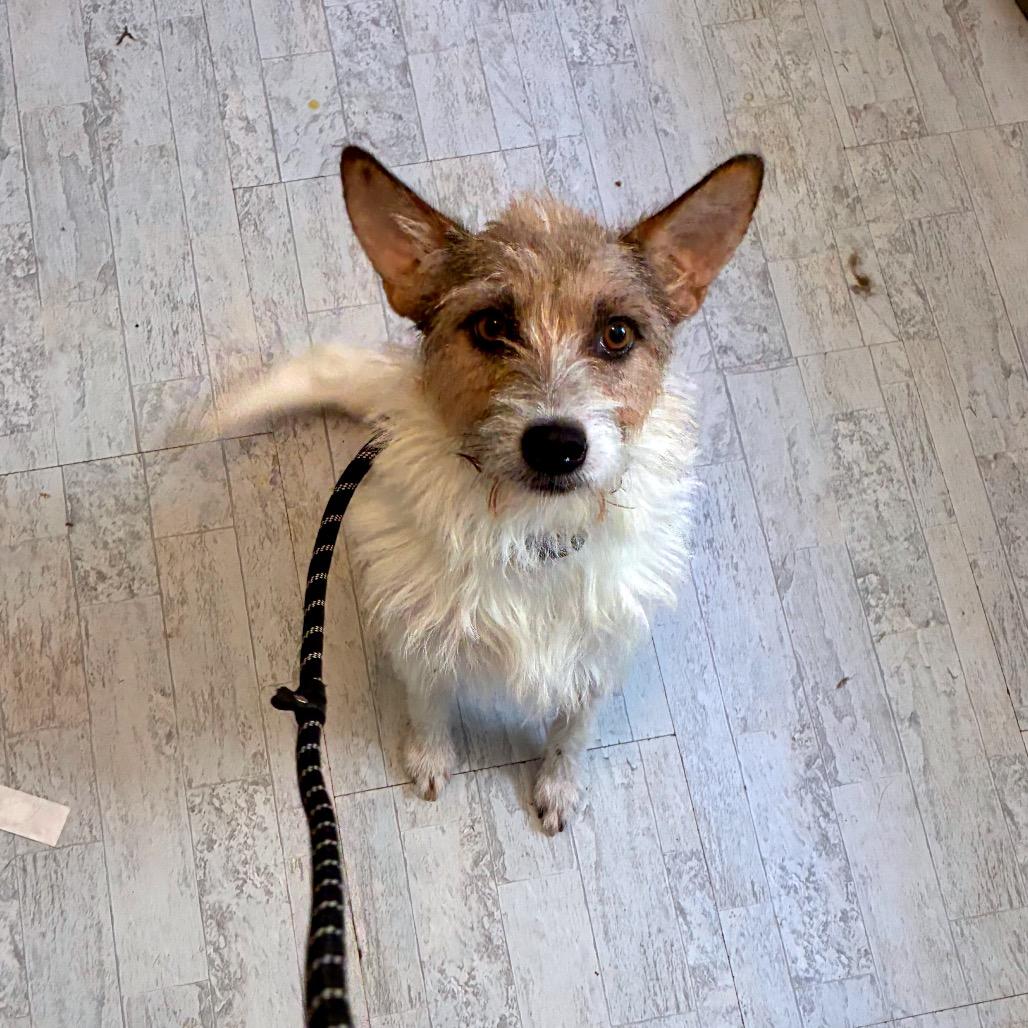 Prissy, Adoptable, Adult Female Wirehaired Terrier & Mixed Breed.