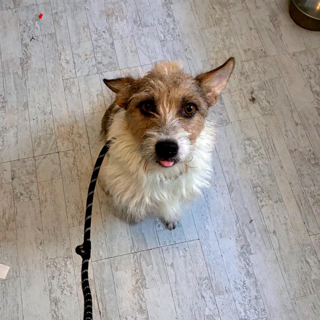 Enlarge Prissy, a Adoptable mixed breed in Alexandria, VA image 2/6