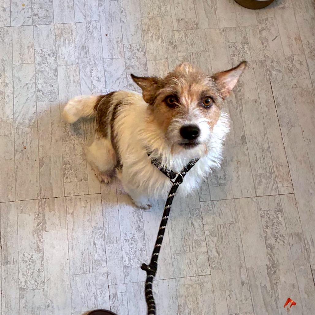 Enlarge Prissy, a Adoptable mixed breed in Alexandria, VA image 3/6