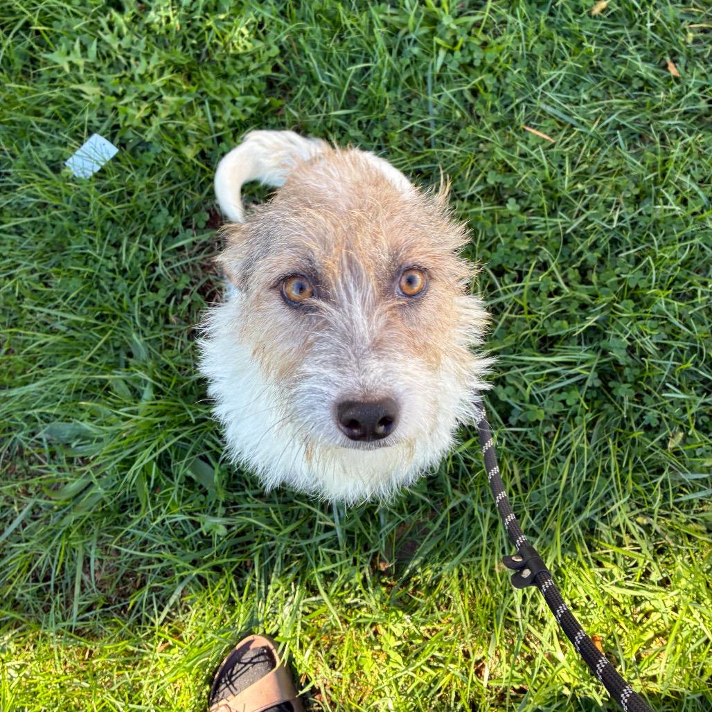 Enlarge Prissy, a Adoptable mixed breed in Alexandria, VA image 4/6