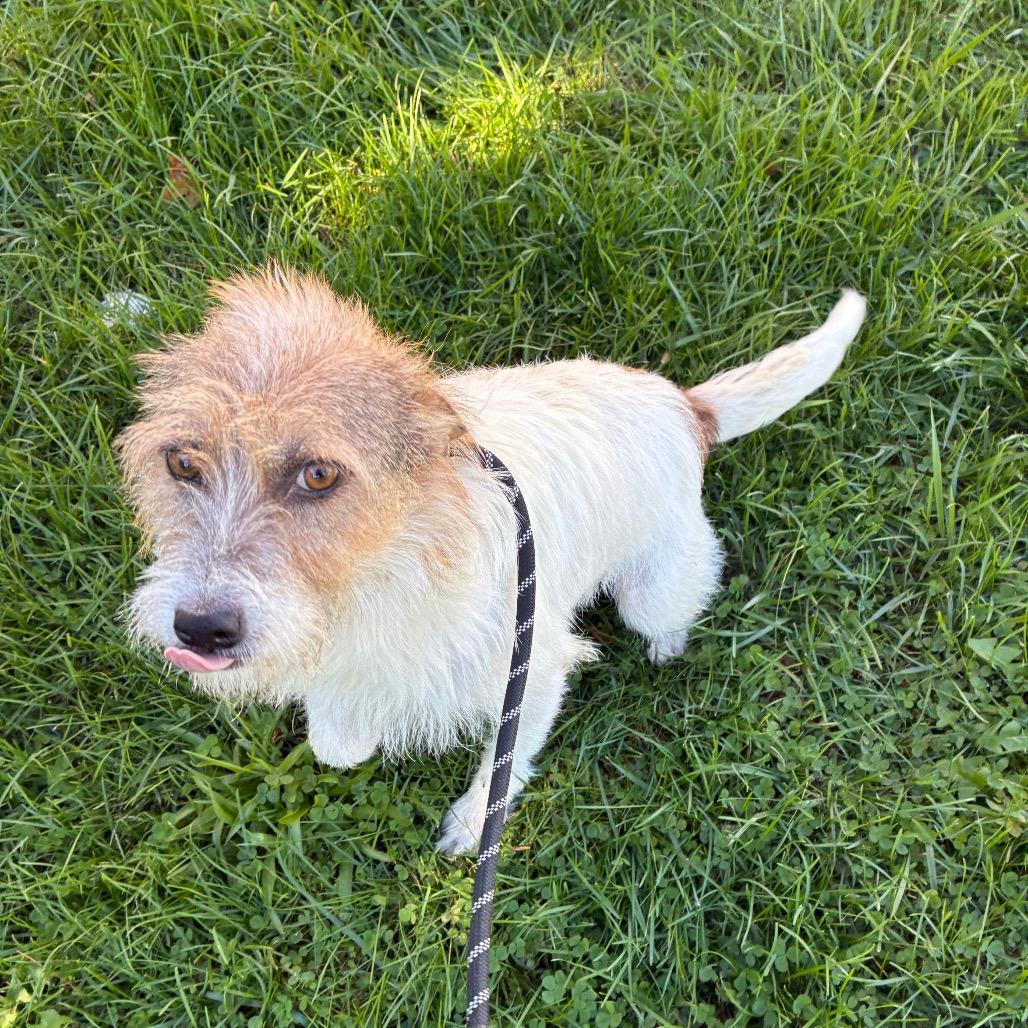 Enlarge Prissy, a Adoptable mixed breed in Alexandria, VA image 5/6