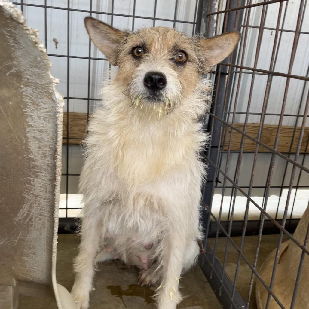 Enlarge Prissy, a Adoptable mixed breed in Alexandria, VA image 6/6