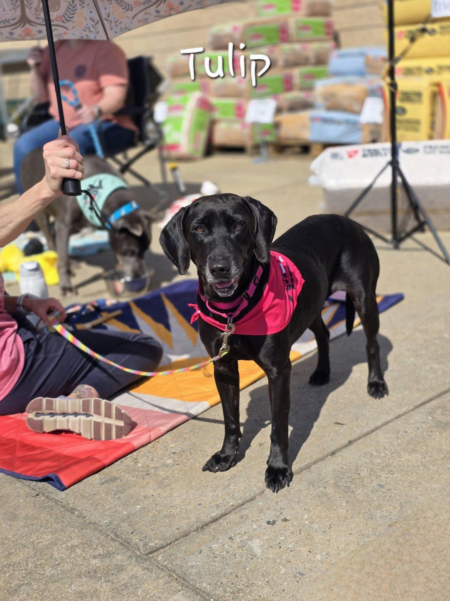 Rose & Tulip (Bonded Pair), a Adoptable mixed breed in Bishop, GA image 6/6