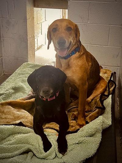 Rose & Tulip (Bonded Pair), a Adoptable mixed breed in Bishop, GA image 1/6