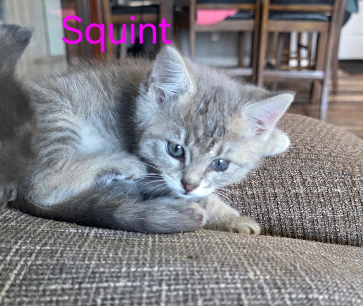 Squint, Adoptable, Kitten Female Domestic Medium Hair.