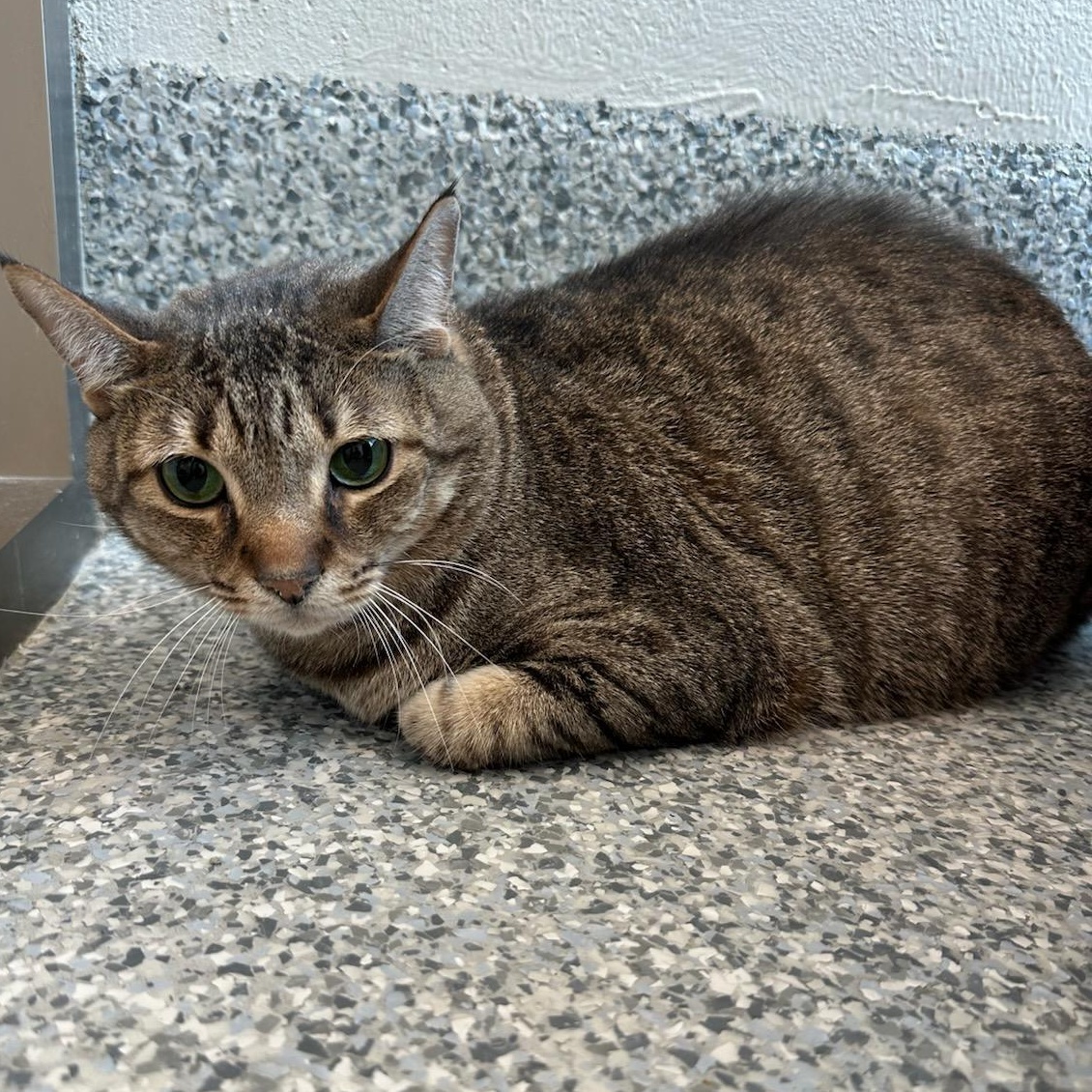 Enlarge Leo (ID 50758/928), an adoptable Domestic Short Hair in Manassas, VA image 3/3