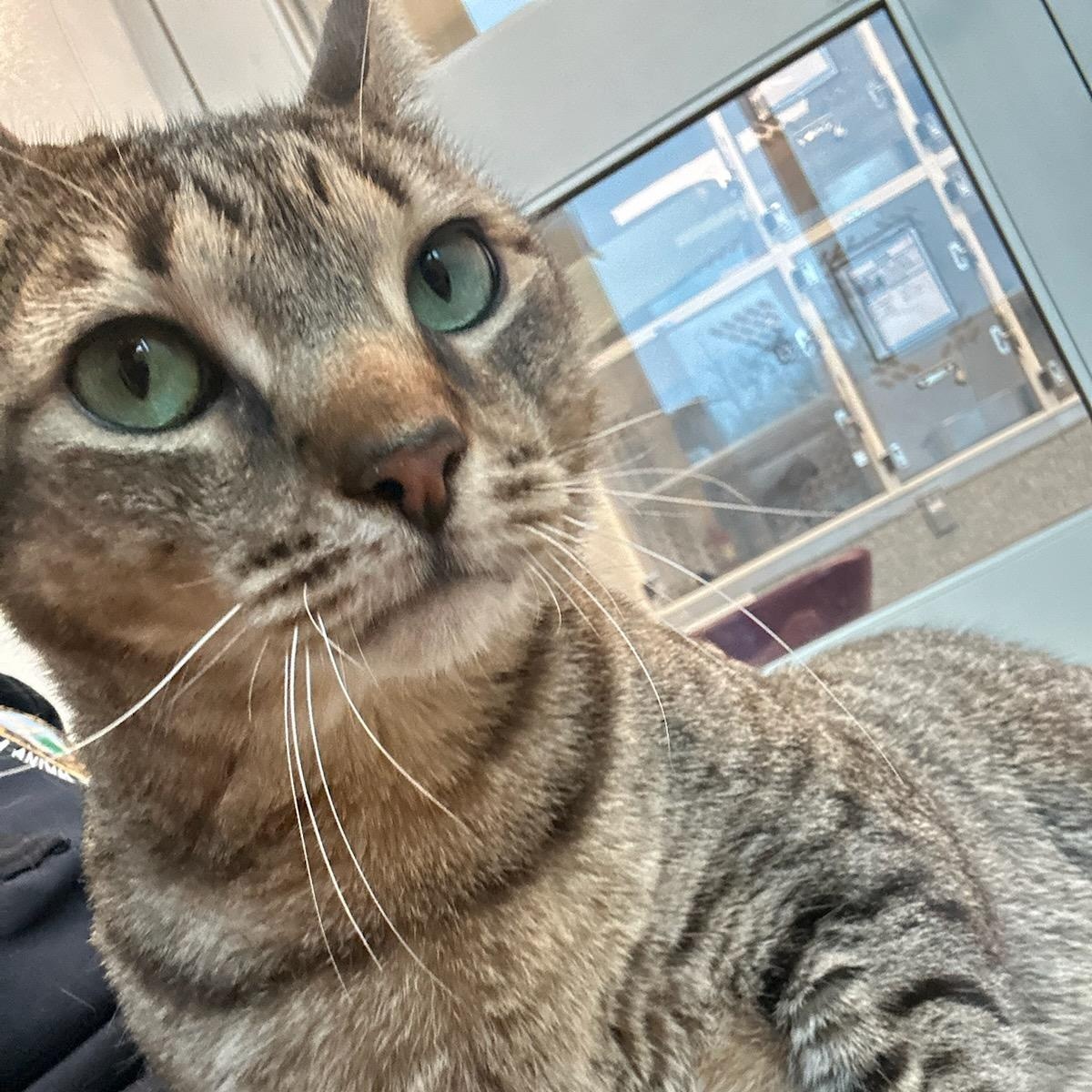 Enlarge Leo (ID 50758/928), an adoptable Domestic Short Hair in Manassas, VA image 1/3