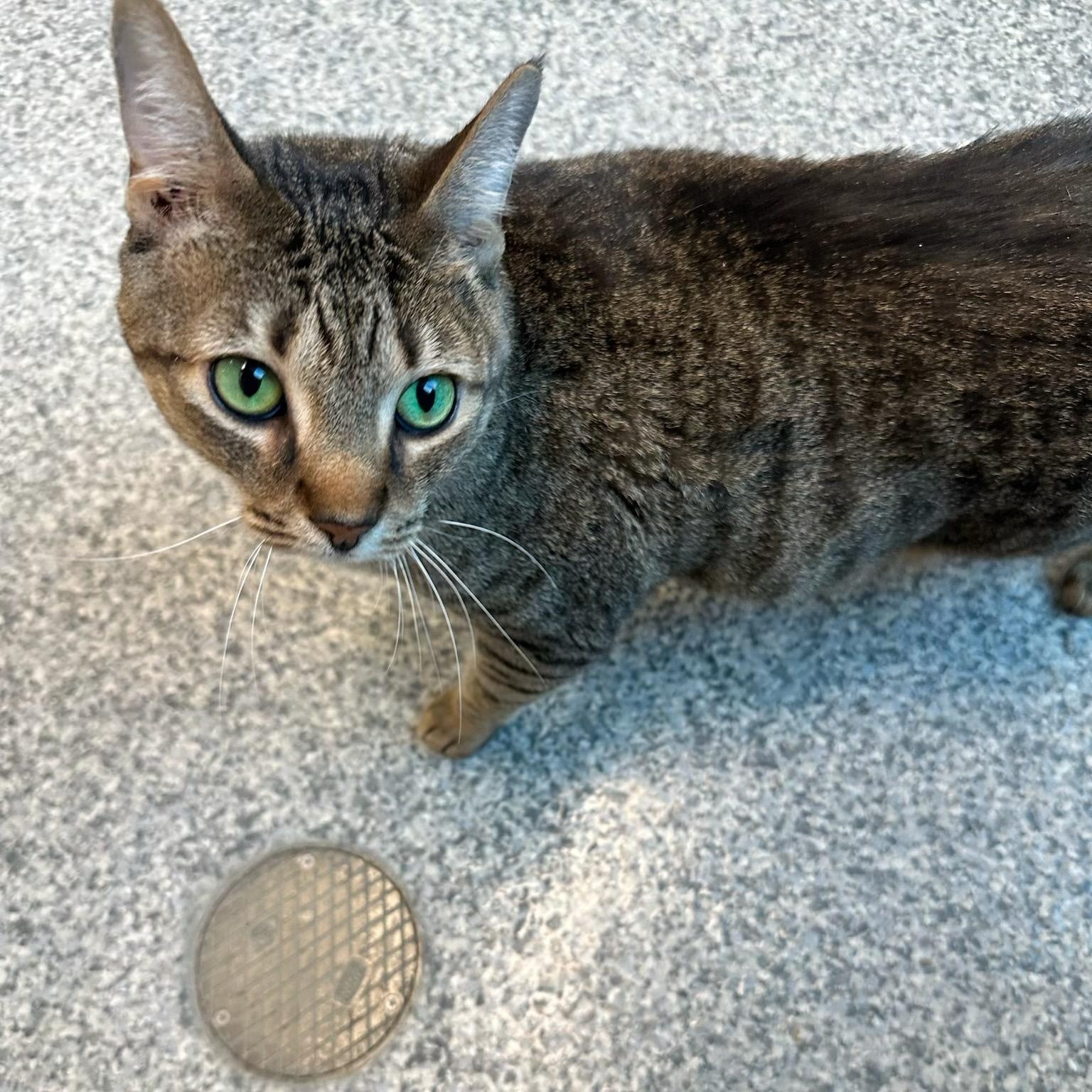 Enlarge Leo (ID 50758/928), an adoptable Domestic Short Hair in Manassas, VA image 2/3