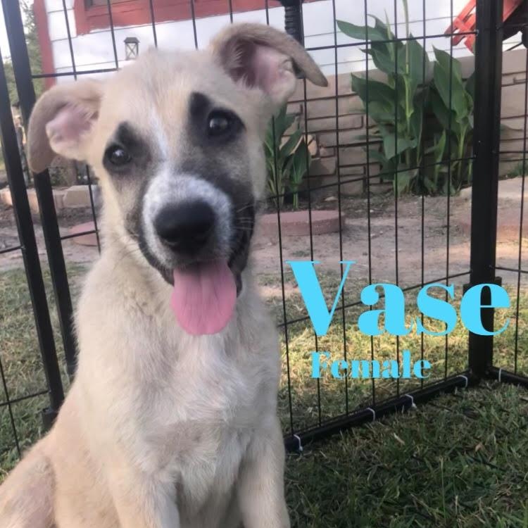 Vase, Young Female Jack Russell Terrier