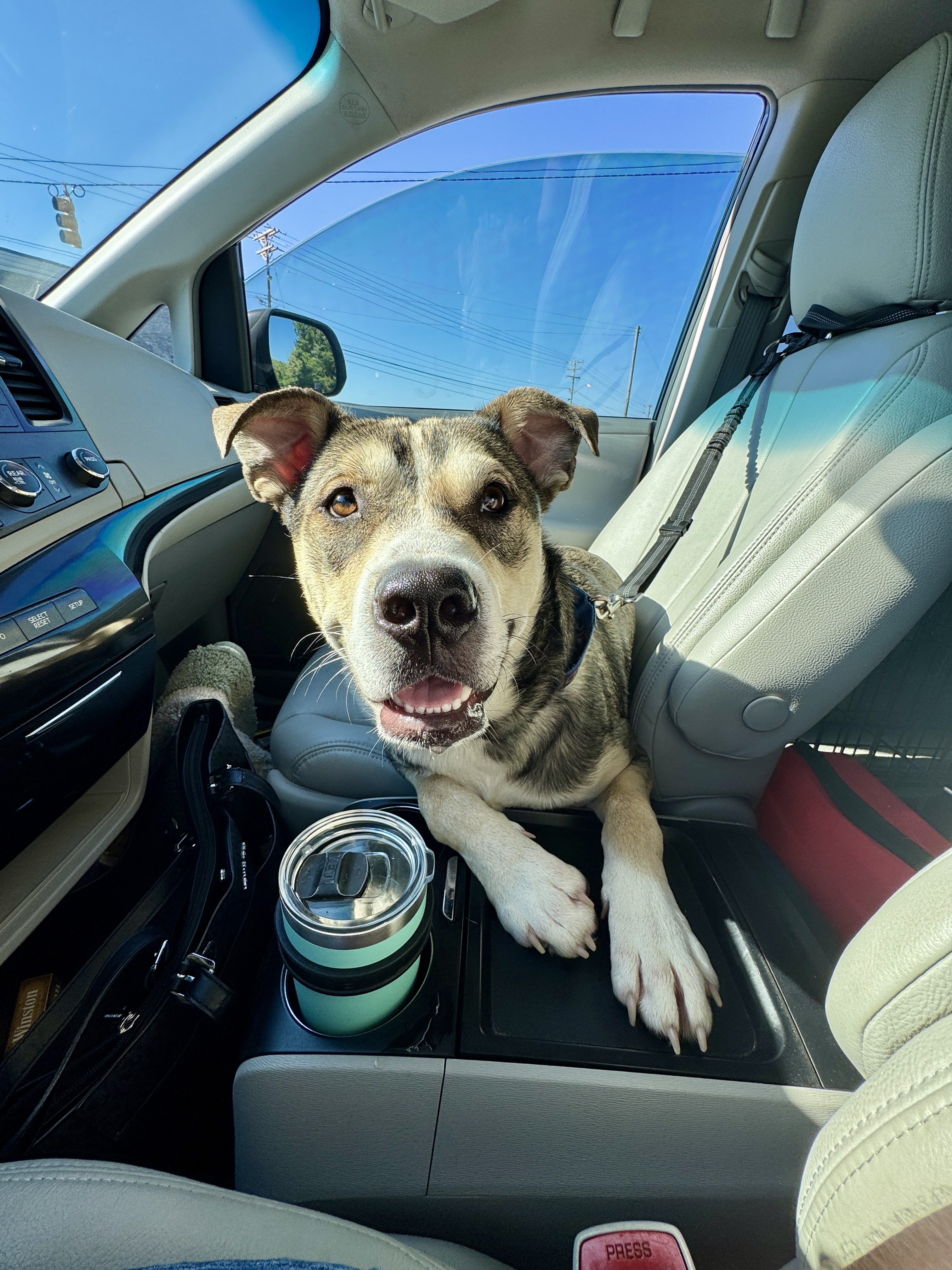 Jack, Adopted, Young Male Husky.