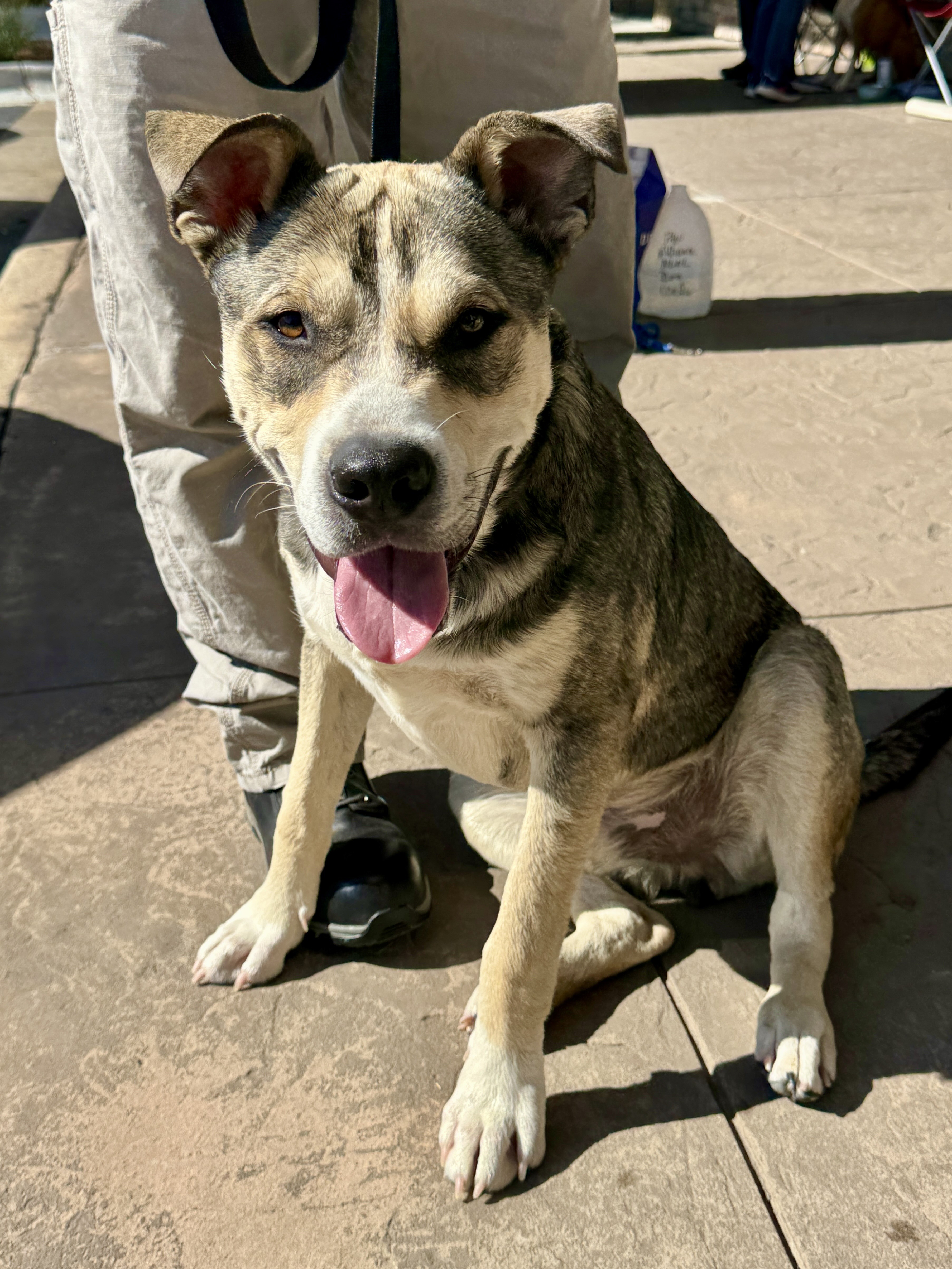 Enlarge Jack, a Adopted Husky in Lewisville, NC image 3/5