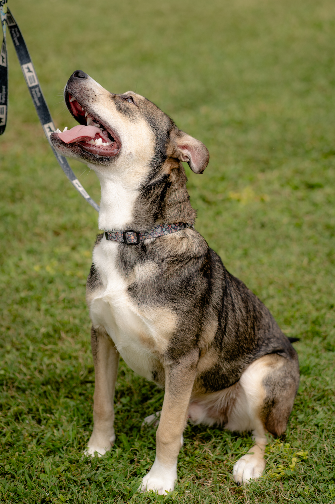 Enlarge Jack, a Adopted Husky in Lewisville, NC image 4/5
