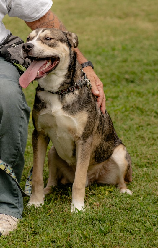 Enlarge Jack, a Adopted Husky in Lewisville, NC image 5/5